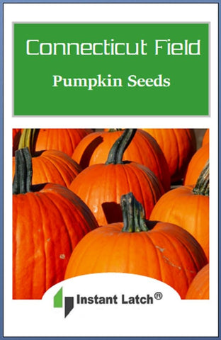Instant Latch Connecticut Field pumpkin seeds planted in garden soil promise a diverse heirloom harvest.