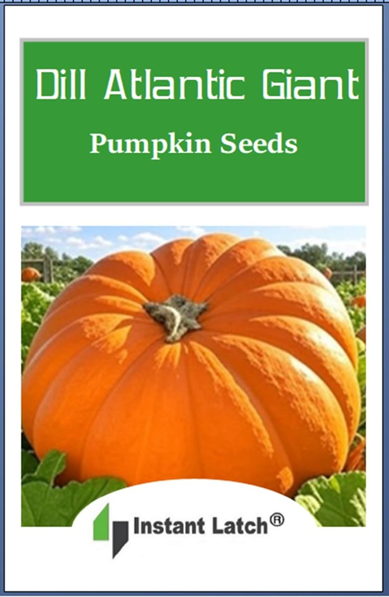 Close-up of Instant Latch Dills Atlantic Giant seeds, perfect for growing non-GMO heirloom pumpkins.