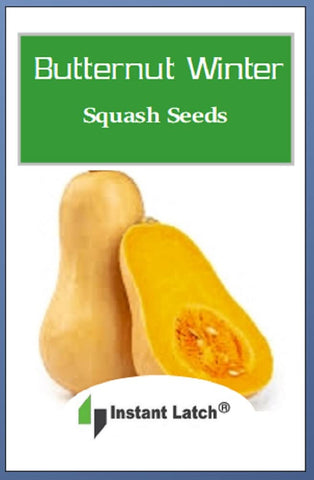 Instant Latch heirloom butternut squash seeds shown for a sunny bed and homegrown harvest.