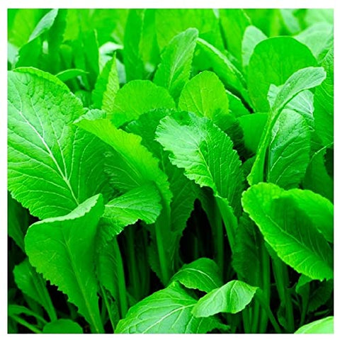 Instant Latch Florida Broadleaf Mustard seeds in seed packet for direct sow gardening.