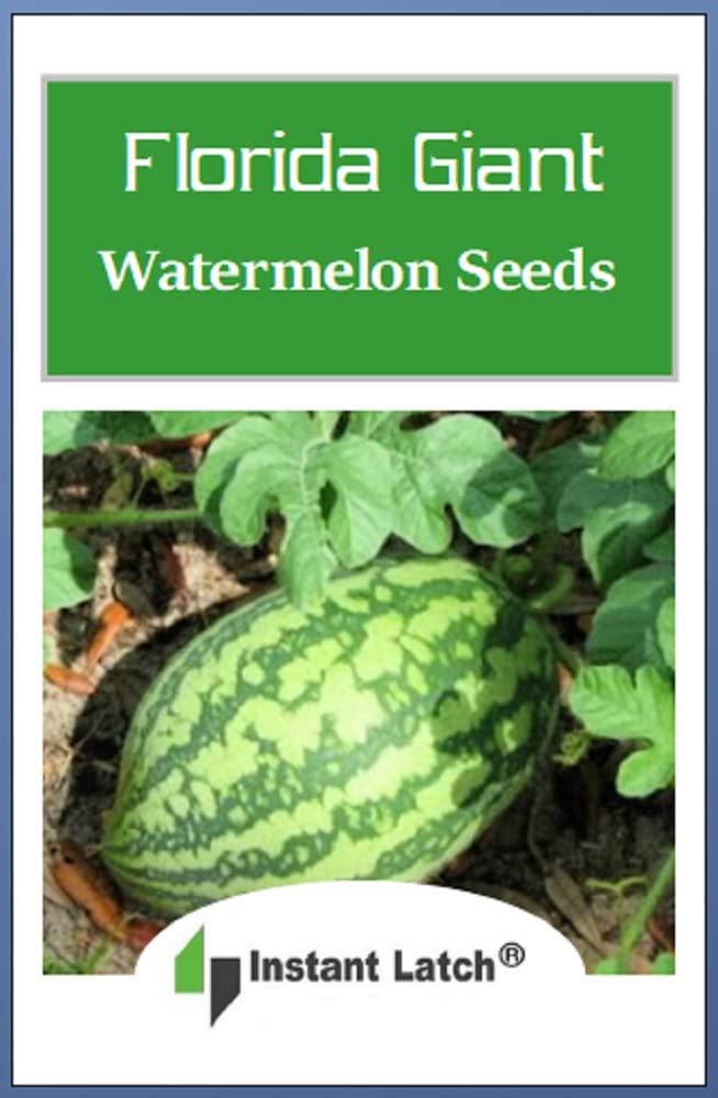 Instant Latch Florida Giant Watermelon plant thriving in full sun, potential harvest up to 25 pounds.