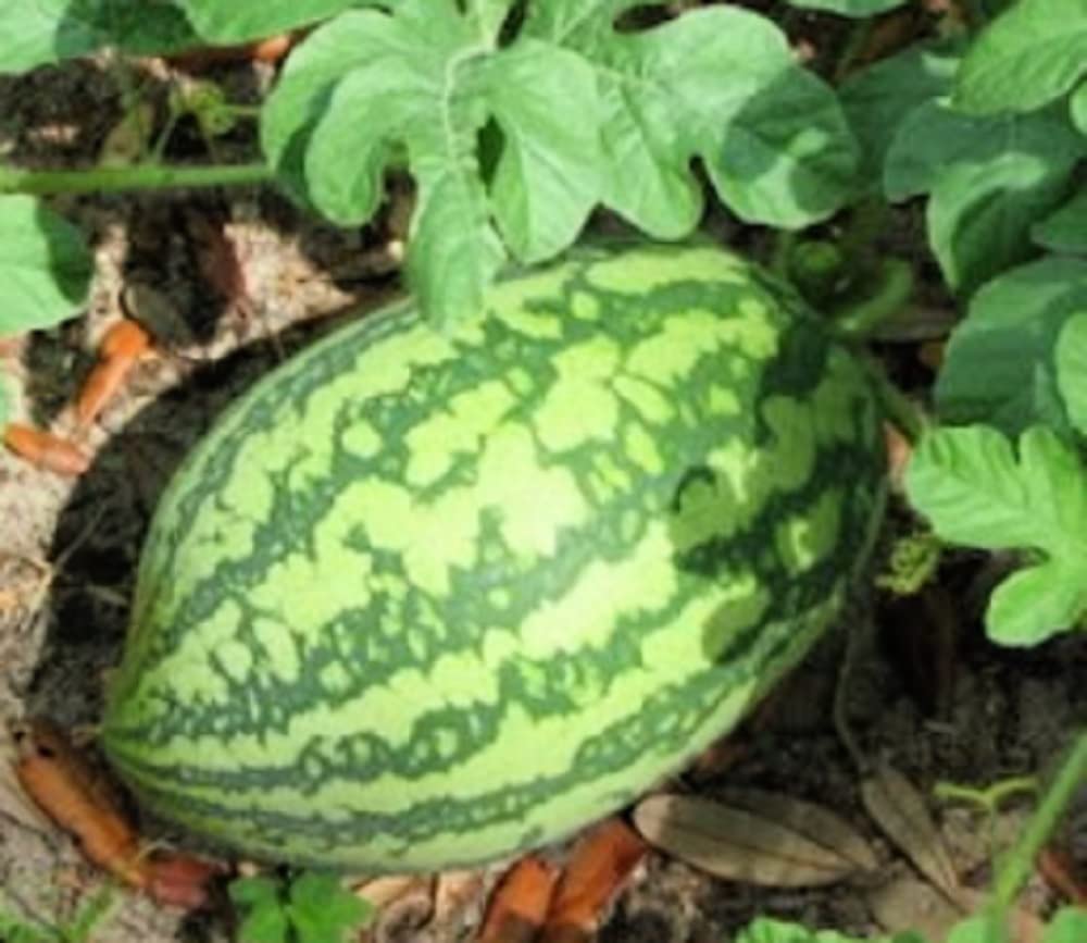Instant Latch Florida Giant Watermelon seeds pack for heirloom, non-GMO gardening.
