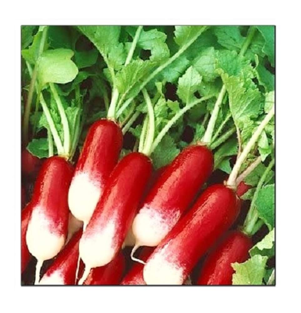 Instant Latch French Breakfast radish seeds for quick harvest in cool-season gardens.