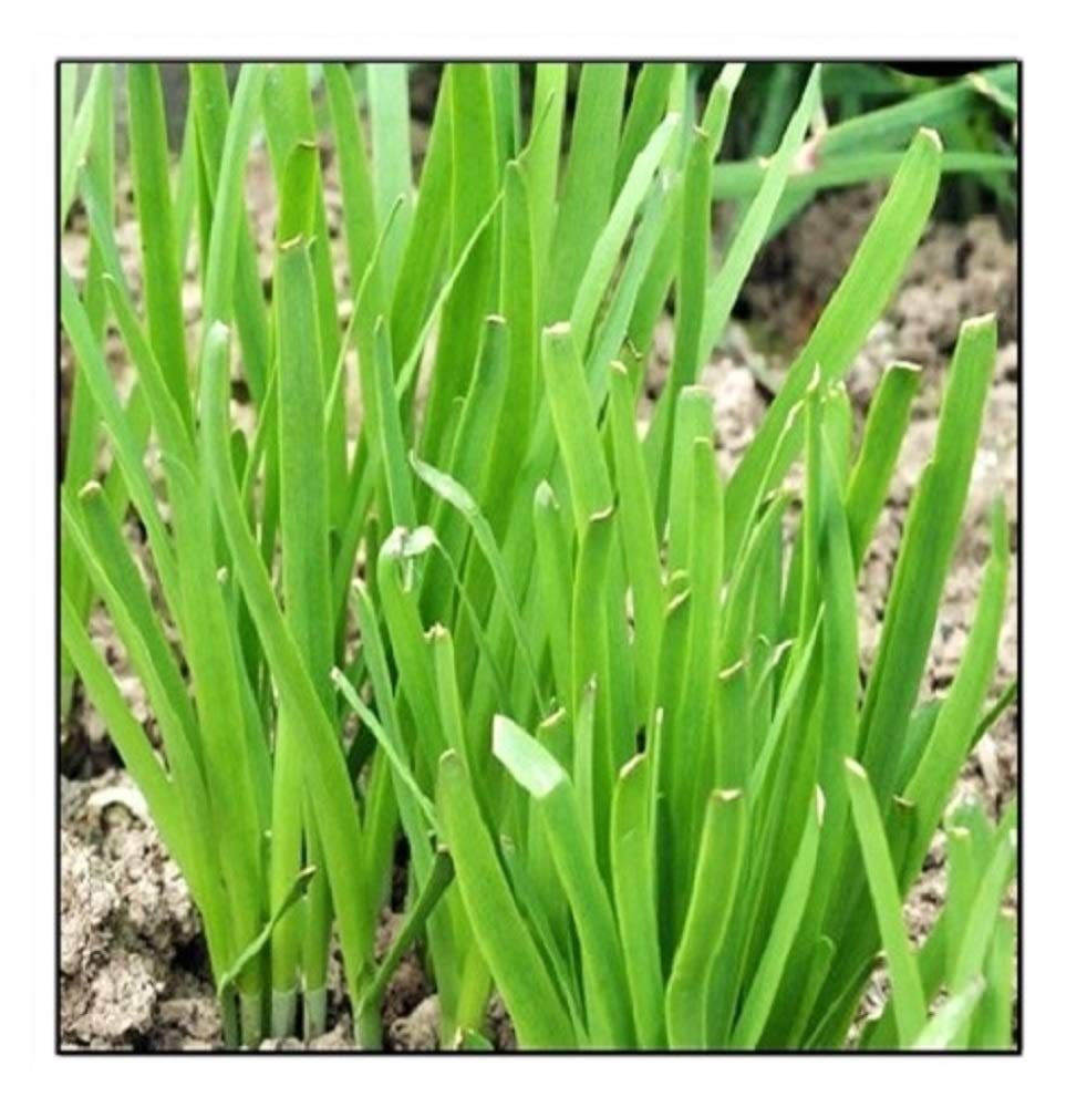 Instant Latch garlic chives seeds in a bag, ideal for home gardening and easy direct sow.