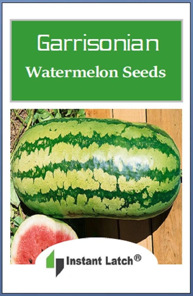 Instant Latch Garrisonian Watermelon harvest showing large heirloom melons for home gardens