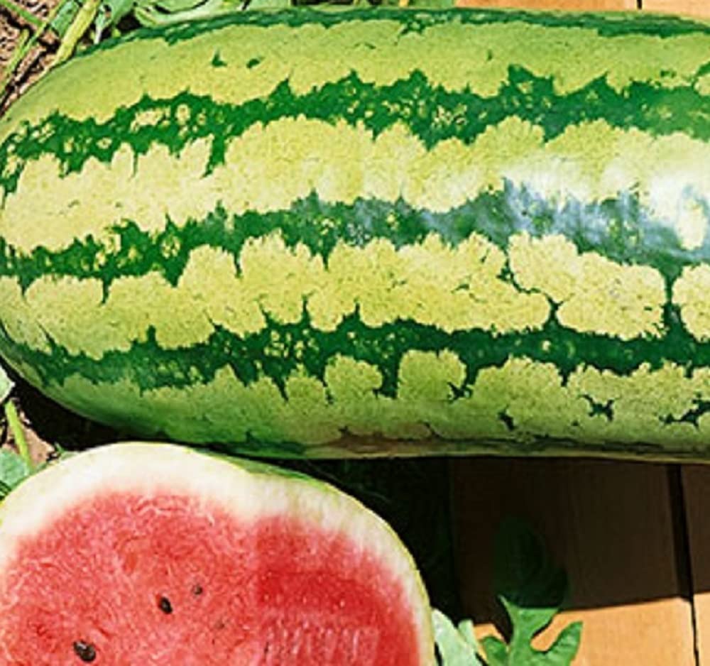 Instant Latch Garrisonian Watermelon seeds ready for direct sowing in warm soil
