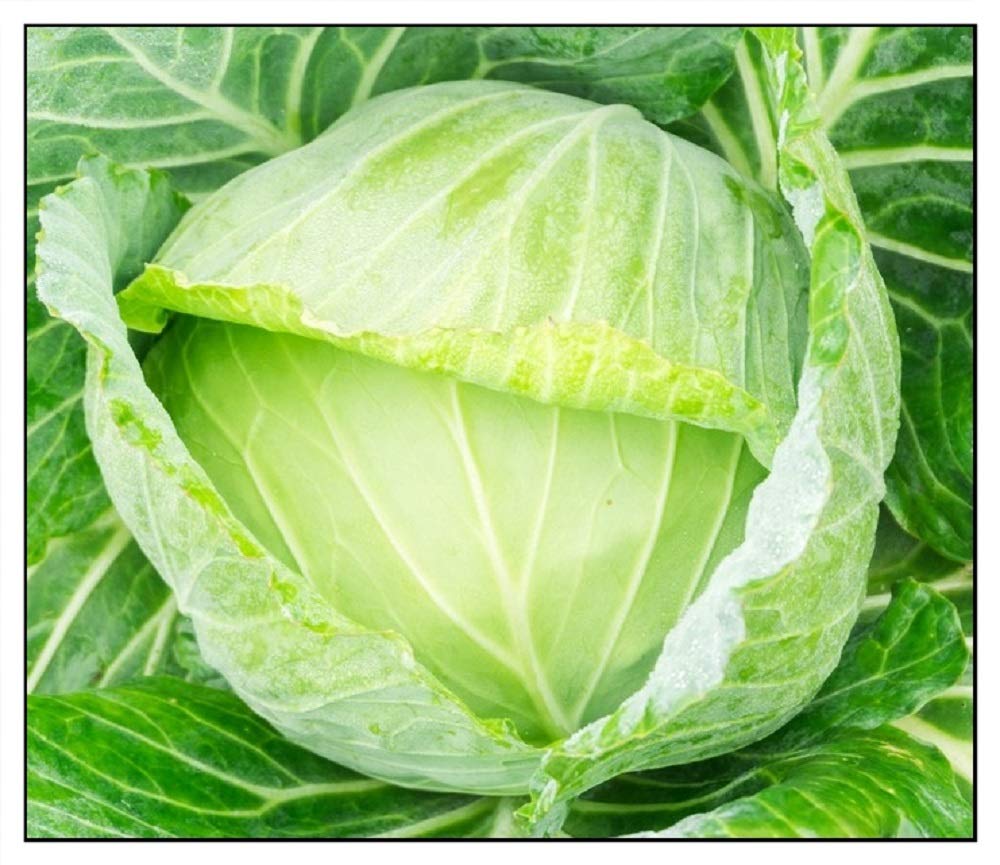 Instant Latch Golden Acre cabbage seeds pack, ideal for easy indoor sowing