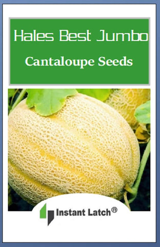 Instant Latch Hales Best Jumbo cantaloupe in garden ready for harvest.