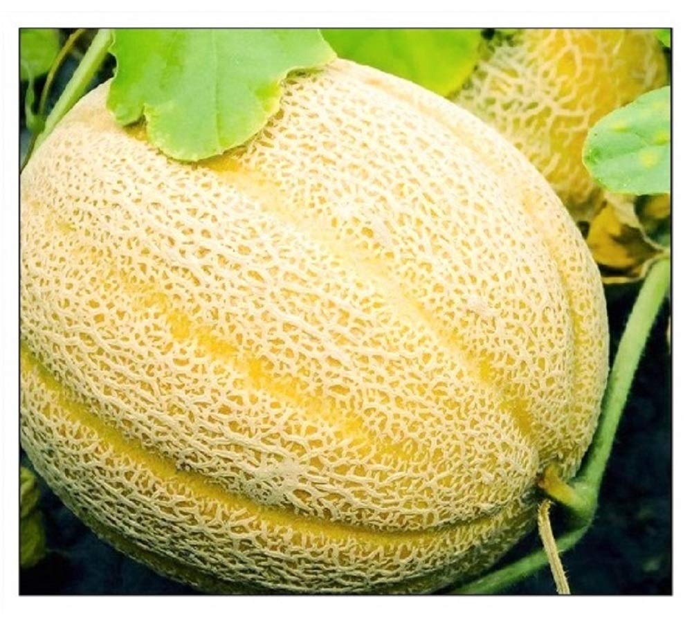 Instant Latch Hales Best Jumbo melon seed pack ready for direct sow in warm soil.