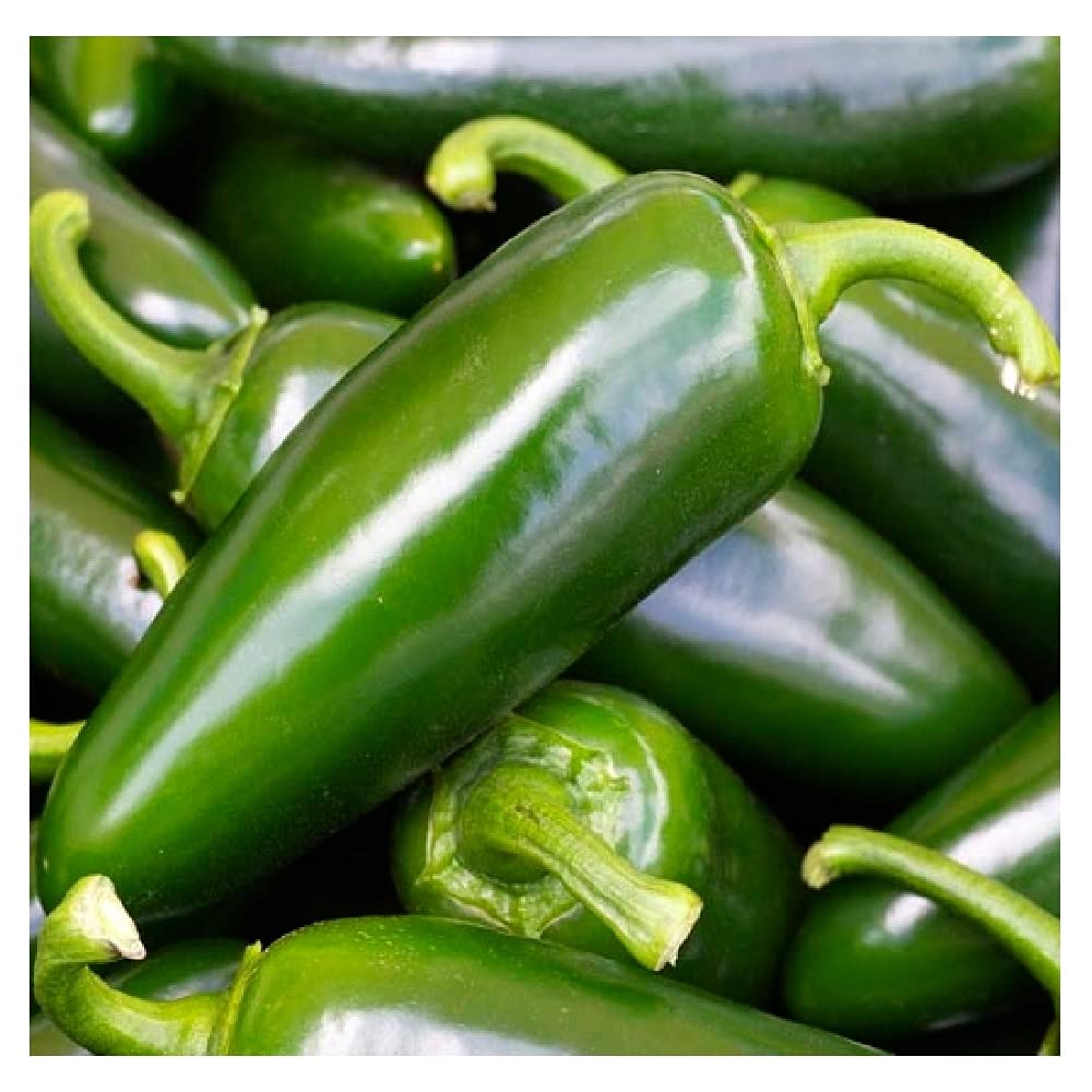 Instant Latch jalapeño tam pepper seeds in packet, great for sun-loving home gardens.