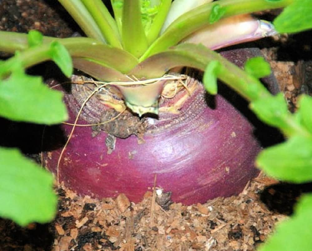Instant Latch Laurentian rutabaga seeds pack ready for a cool-season garden.