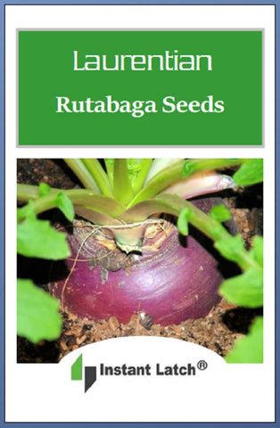 Instant Latch Laurentian rutabaga plants thriving in garden soil for harvest.