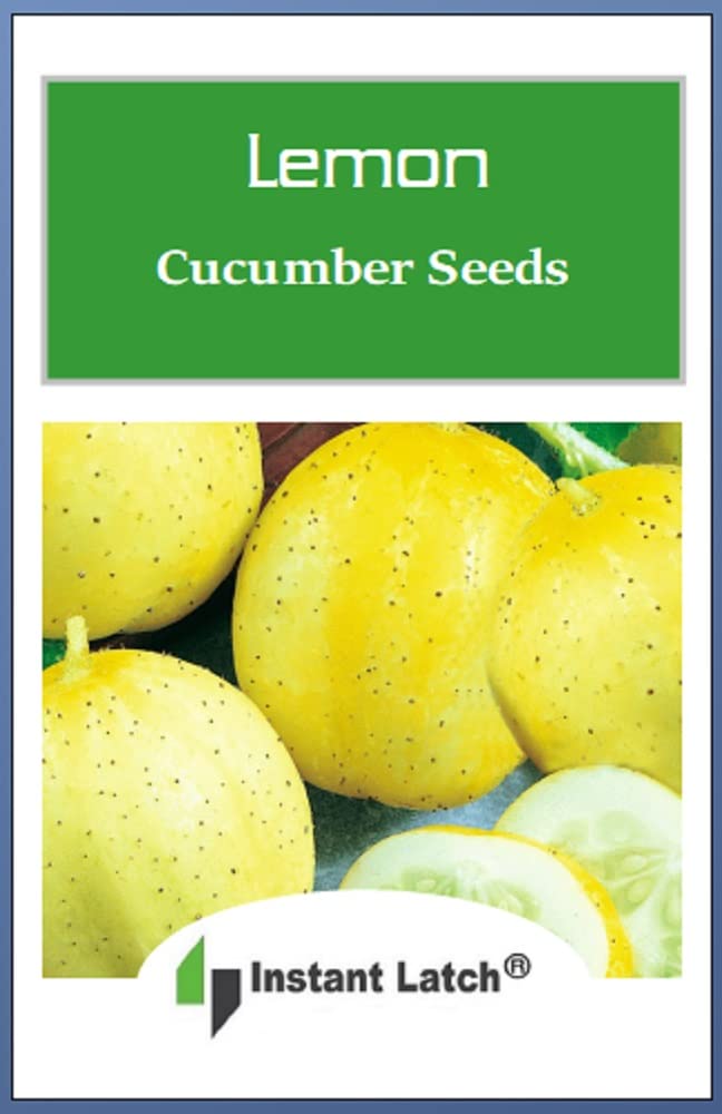 Instant Latch lemon cucumber fruit harvest image shows pale yellow, crunchy cucumbers