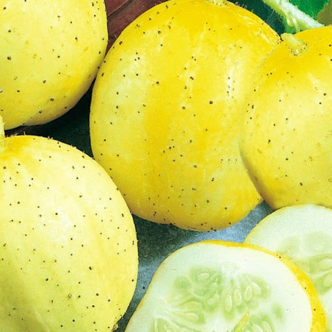Instant Latch Lemon Cucumber Seeds pack ready to plant for a crisp harvest