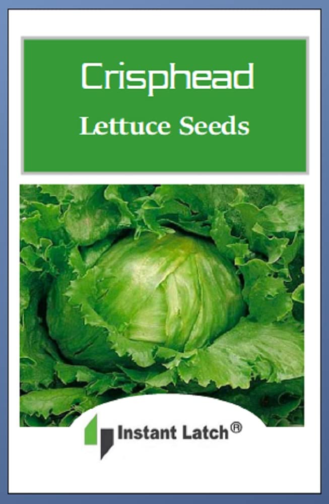 Closeup of Instant Latch Great Lakes lettuce seeds ready for sowing in garden beds.