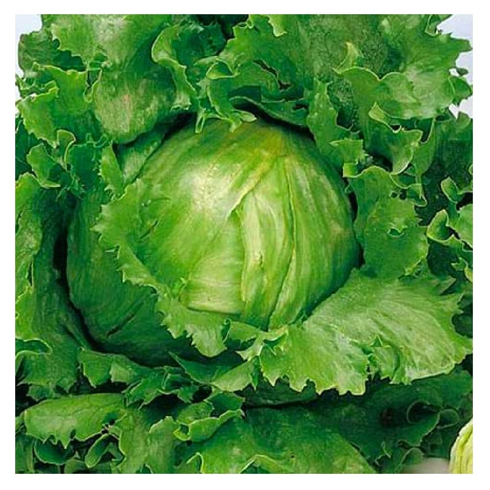 Instant Latch Crisphead Great Lakes lettuce seeds in a packet, perfect for home gardens and fresh salads.