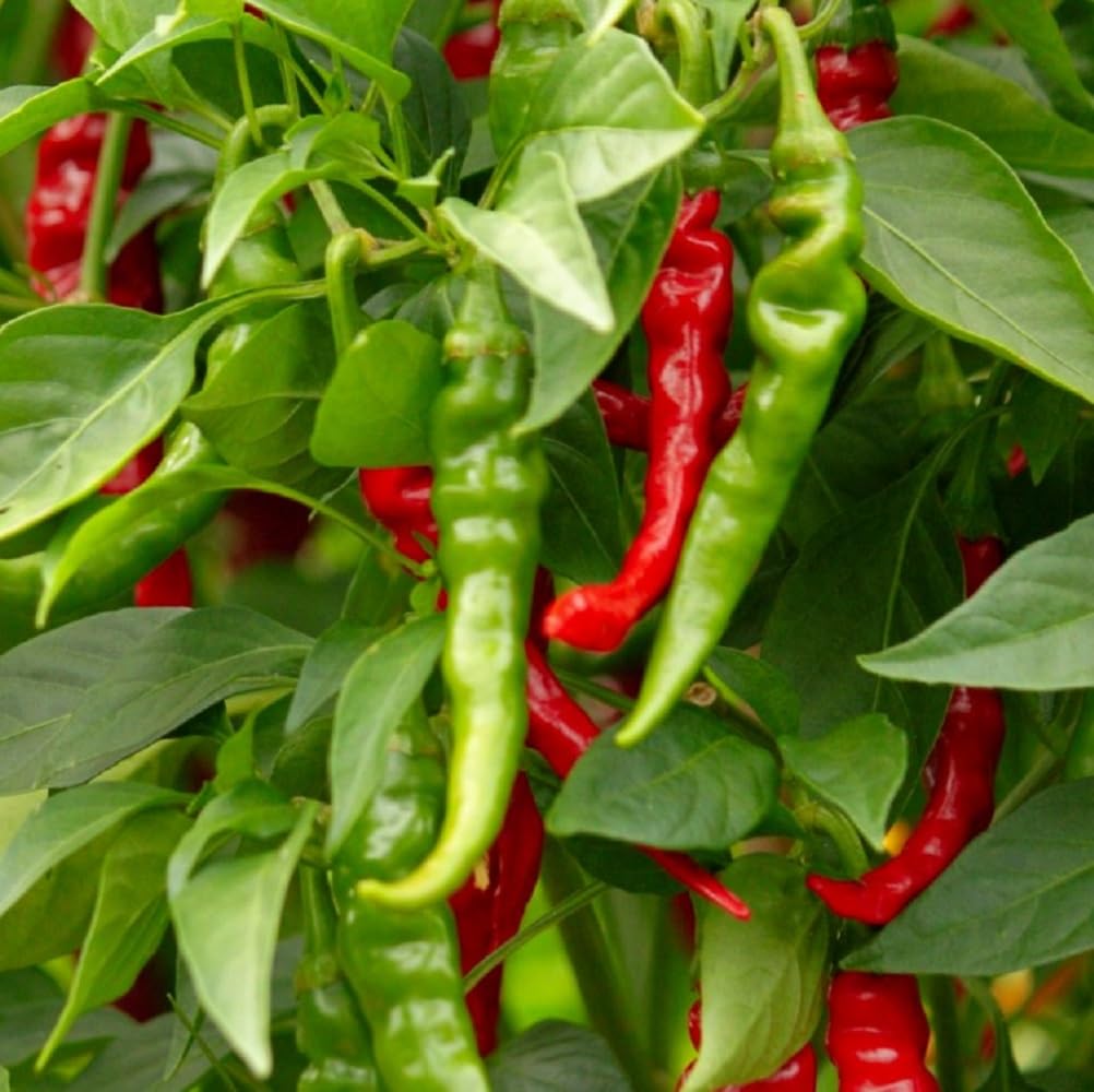 Instant Latch Long Slim Cayenne seed pack ready for home gardening.