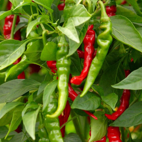 Instant Latch Long Slim Cayenne seed pack ready for home gardening.