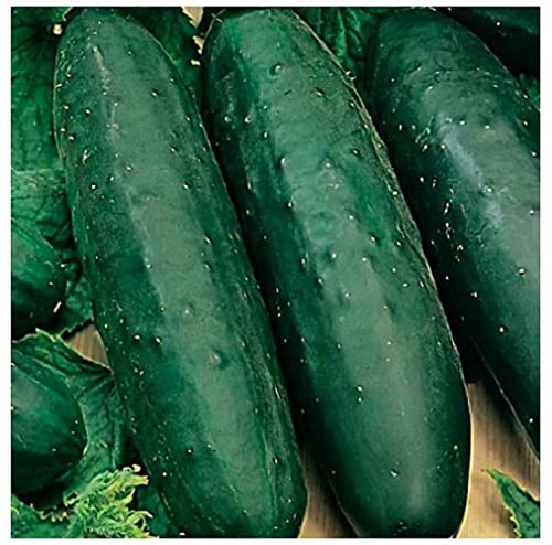Instant Latch Marketmore 76 cucumber seeds in seed packet for home garden harvest