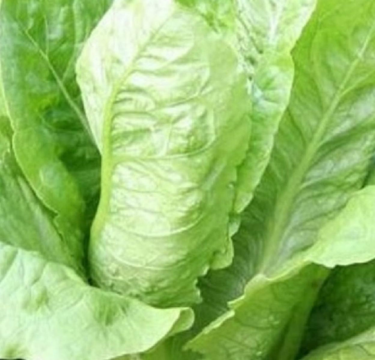 Instant Latch Parris Island Romaine seeds pack for cool-season planting and fresh harvest