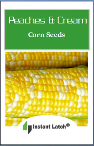 Instant Latch Peaches & Cream corn ears on stalk indicate sweet flavor potential.