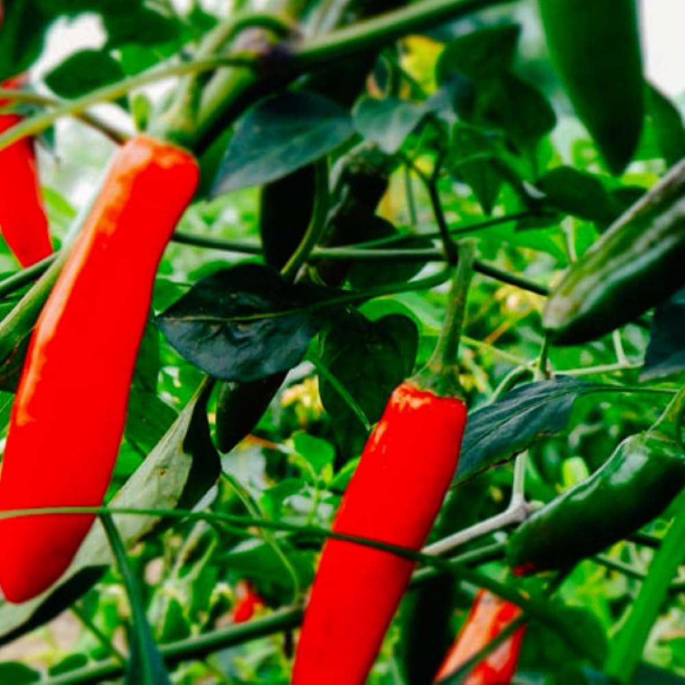 Instant Latch Serrano pepper seeds pack for home gardening and fresh harvest.