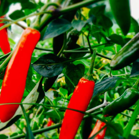 Instant Latch Serrano pepper seeds pack for home gardening and fresh harvest.