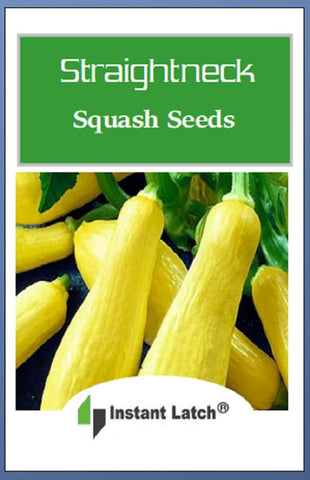 Instant Latch Straightneck Squash Seeds planting depth 1 inch guides precise direct sowing.