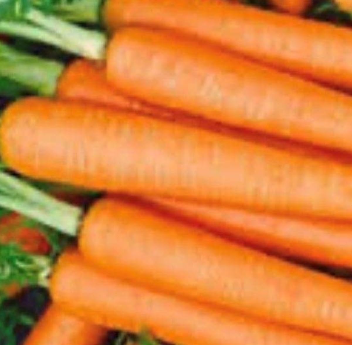 Instant Latch Tendersweet carrot seeds pack, ideal for home heirloom gardens and fresh harvest.