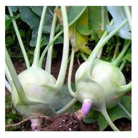 Instant Latch White Vienna Kohlrabi seed pack ready for cool-season planting and harvest.