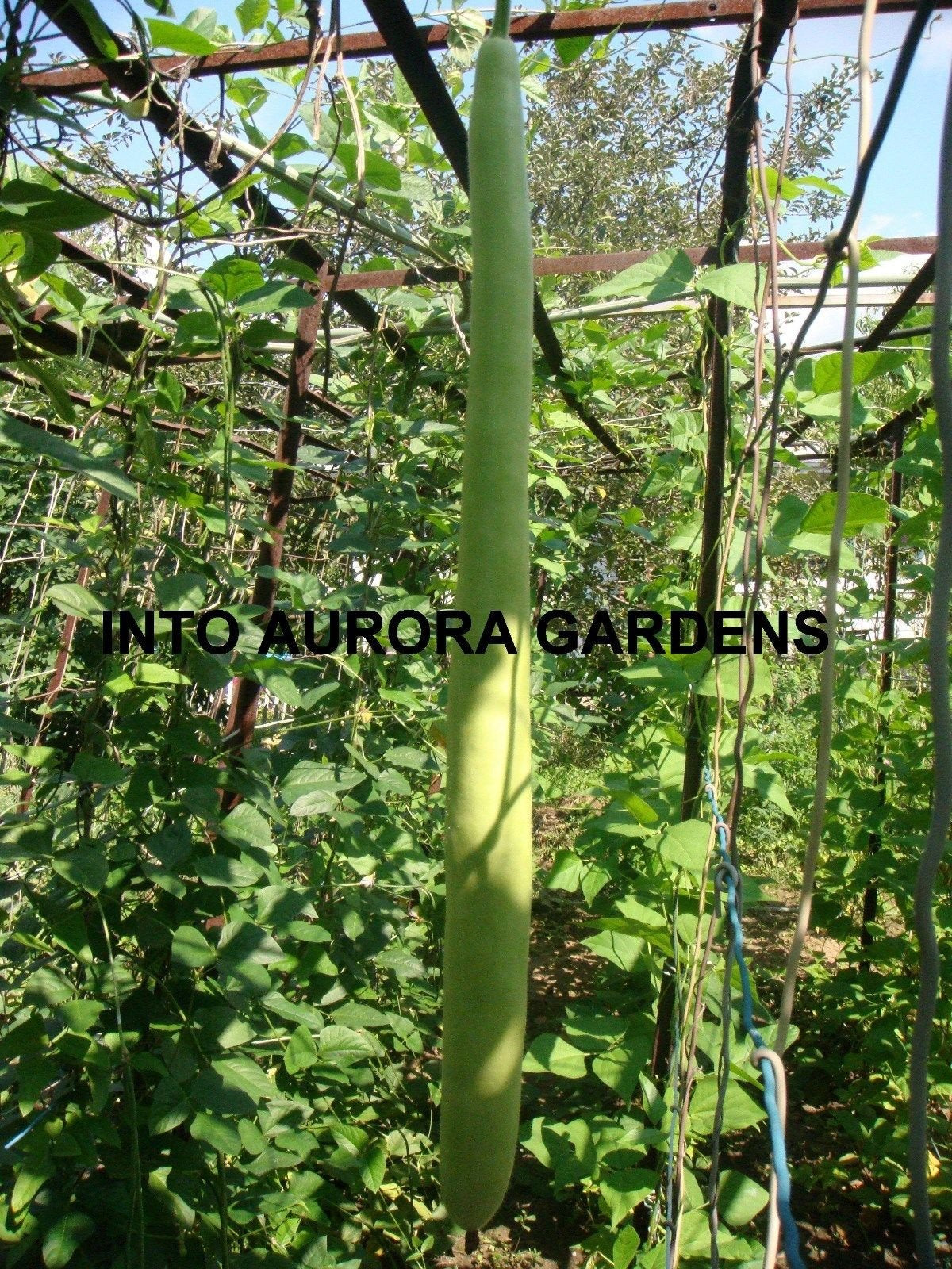 IntoAurora Cucuzzi edible gourd seeds for home gardening and flavorful cooking