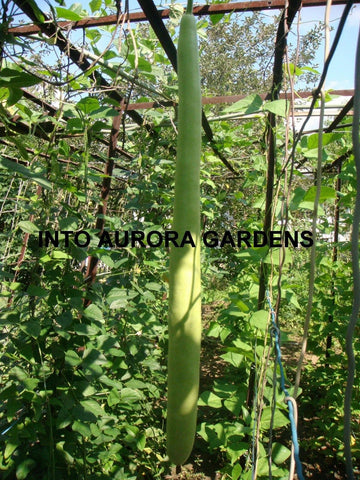 IntoAurora Cucuzzi edible gourd seeds for home gardening and flavorful cooking