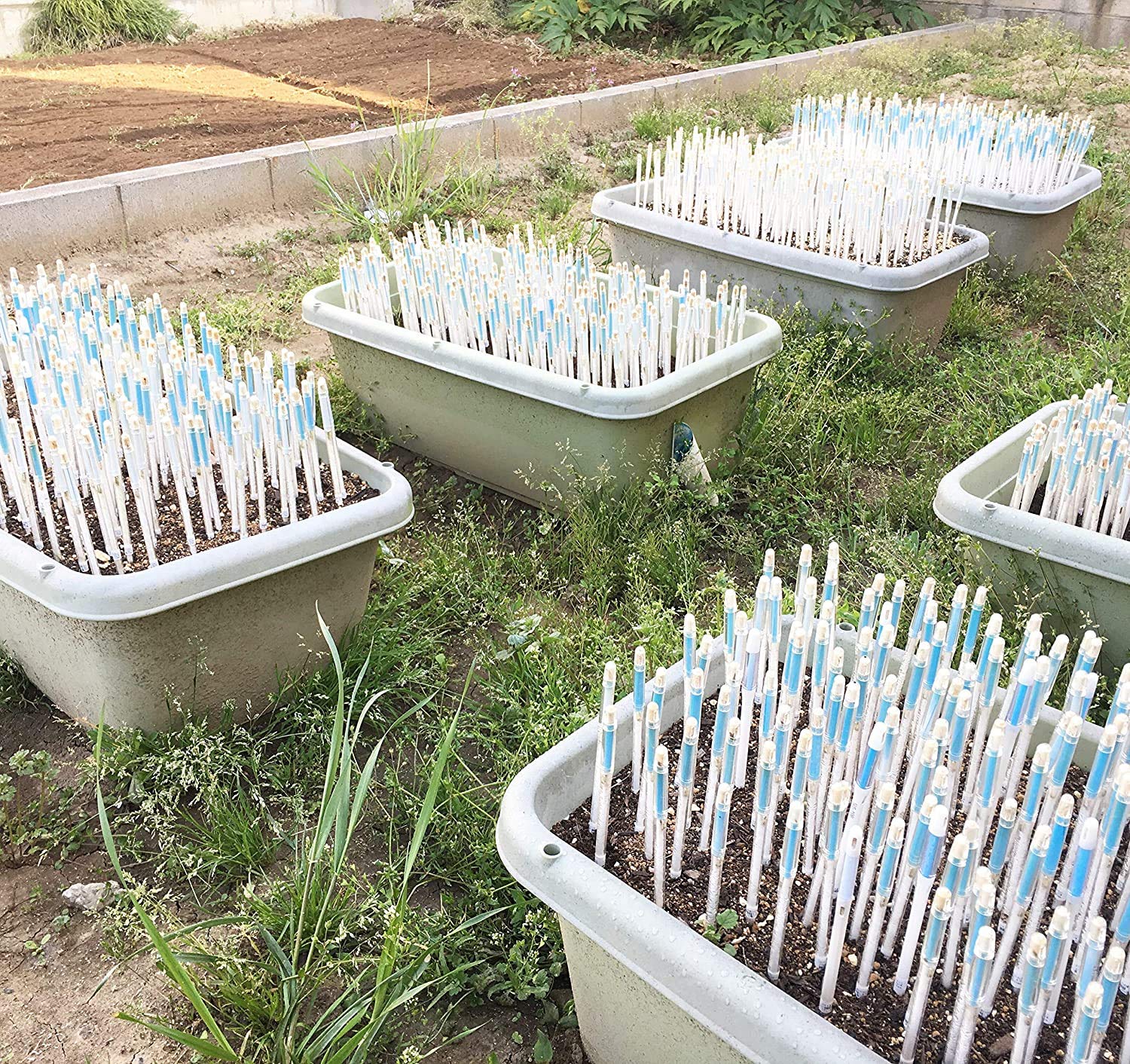 Ideal for soils with good water retention to prevent over-watering.