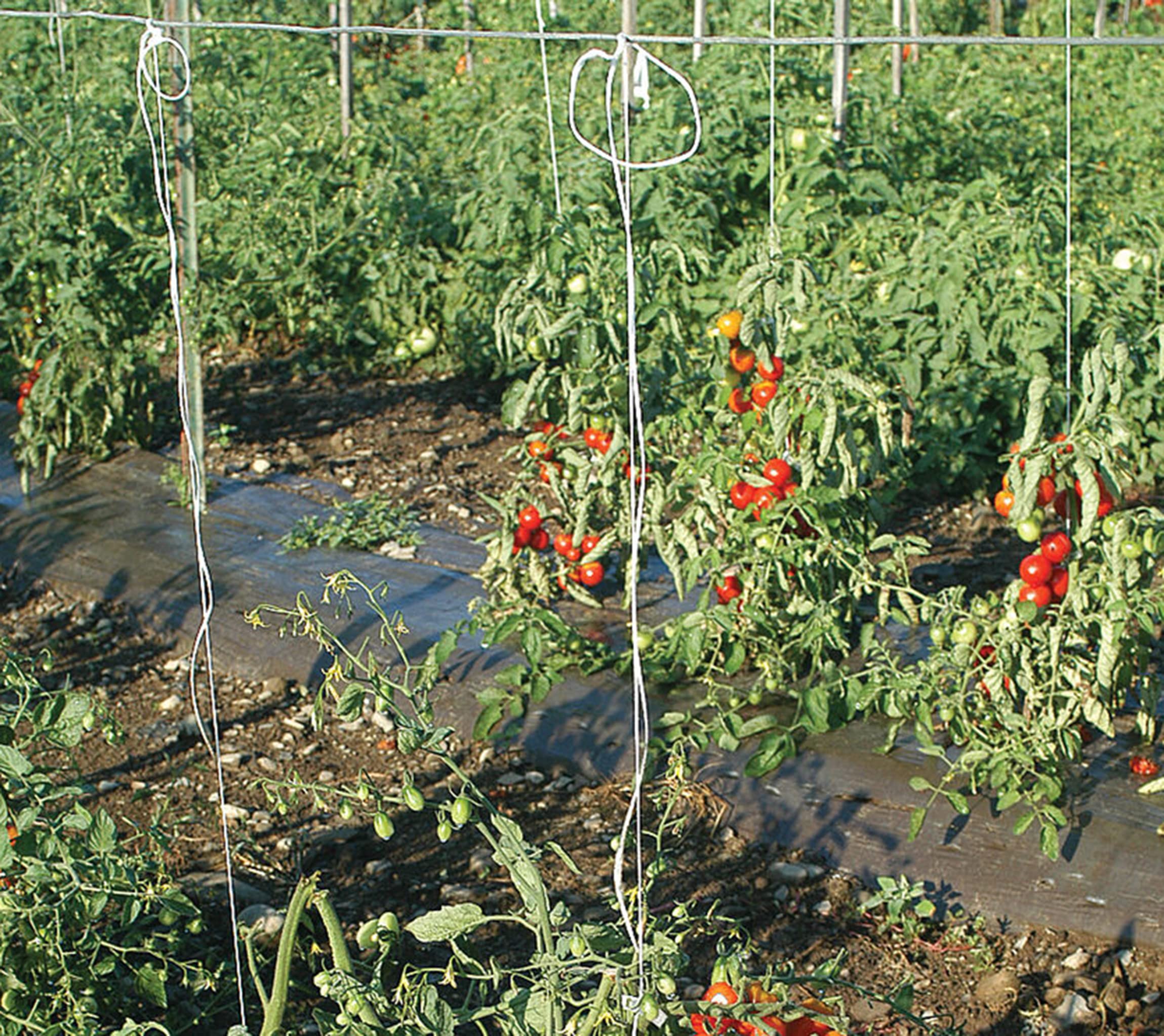 IRRIGATION-MART heavy-duty garden twine in action on trellis.