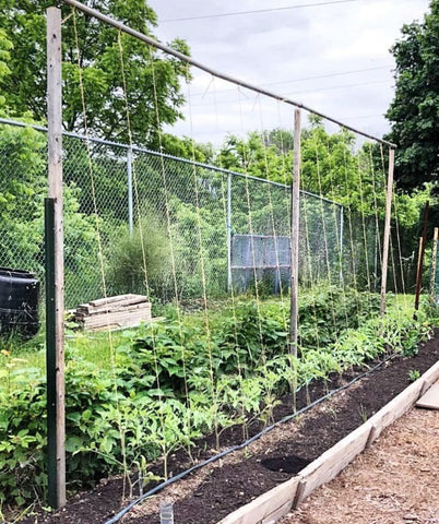 IRRIGATION-MART heavy-duty strength supports sturdy tomato trellises.