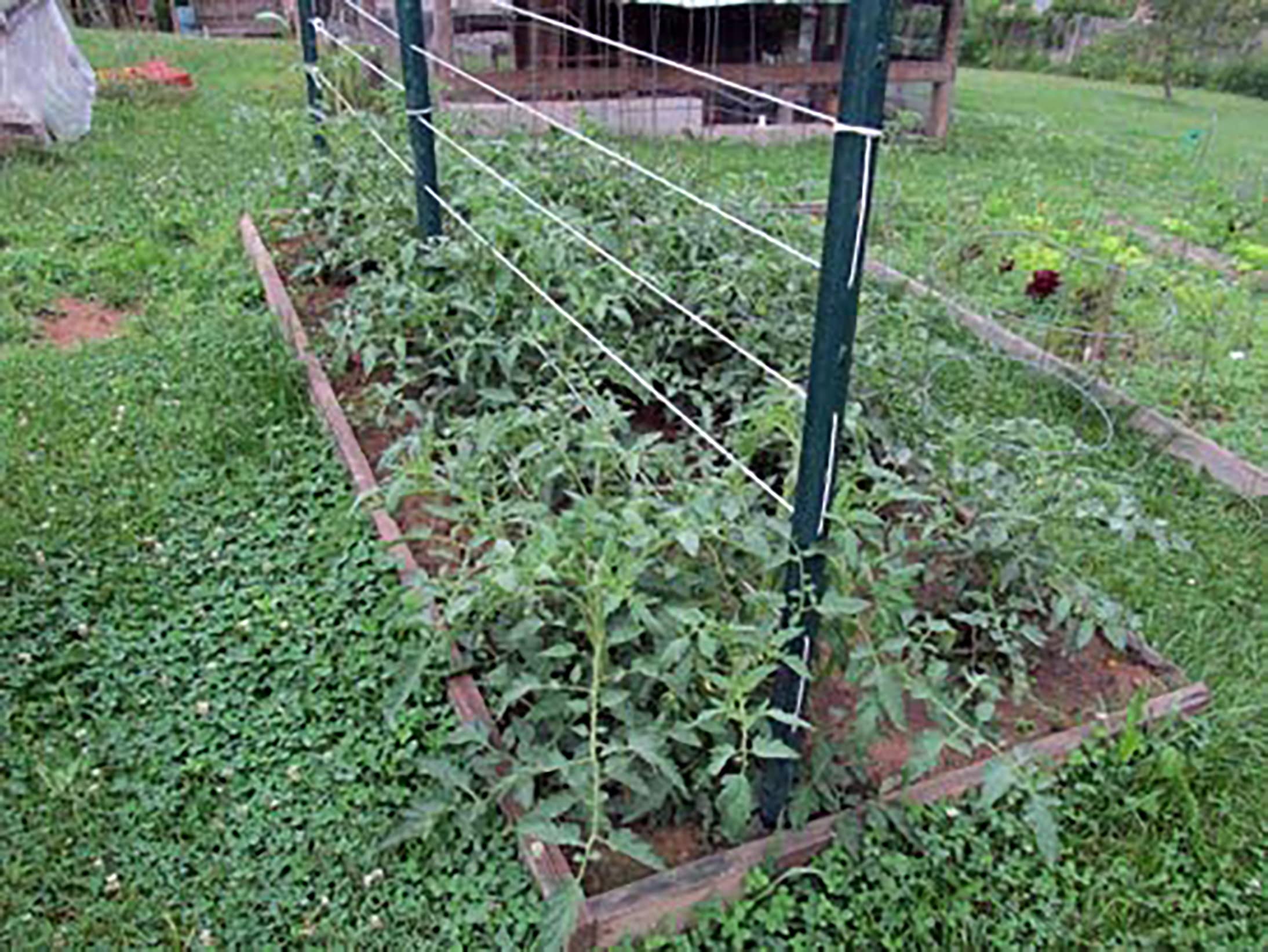 IRRIGATION-MART tomato-twine in garden trellis in use.