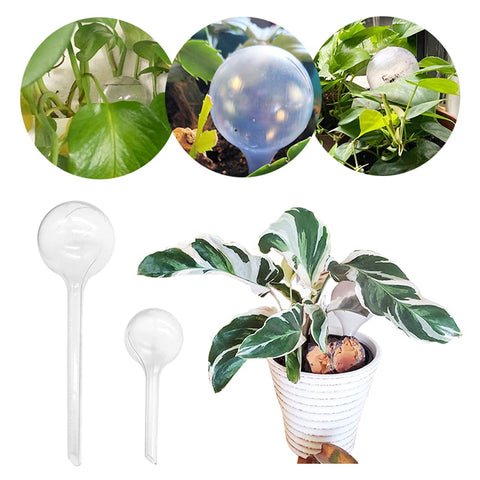 Small Irrmshr bulb measuring 13.5 cm for compact pots.
