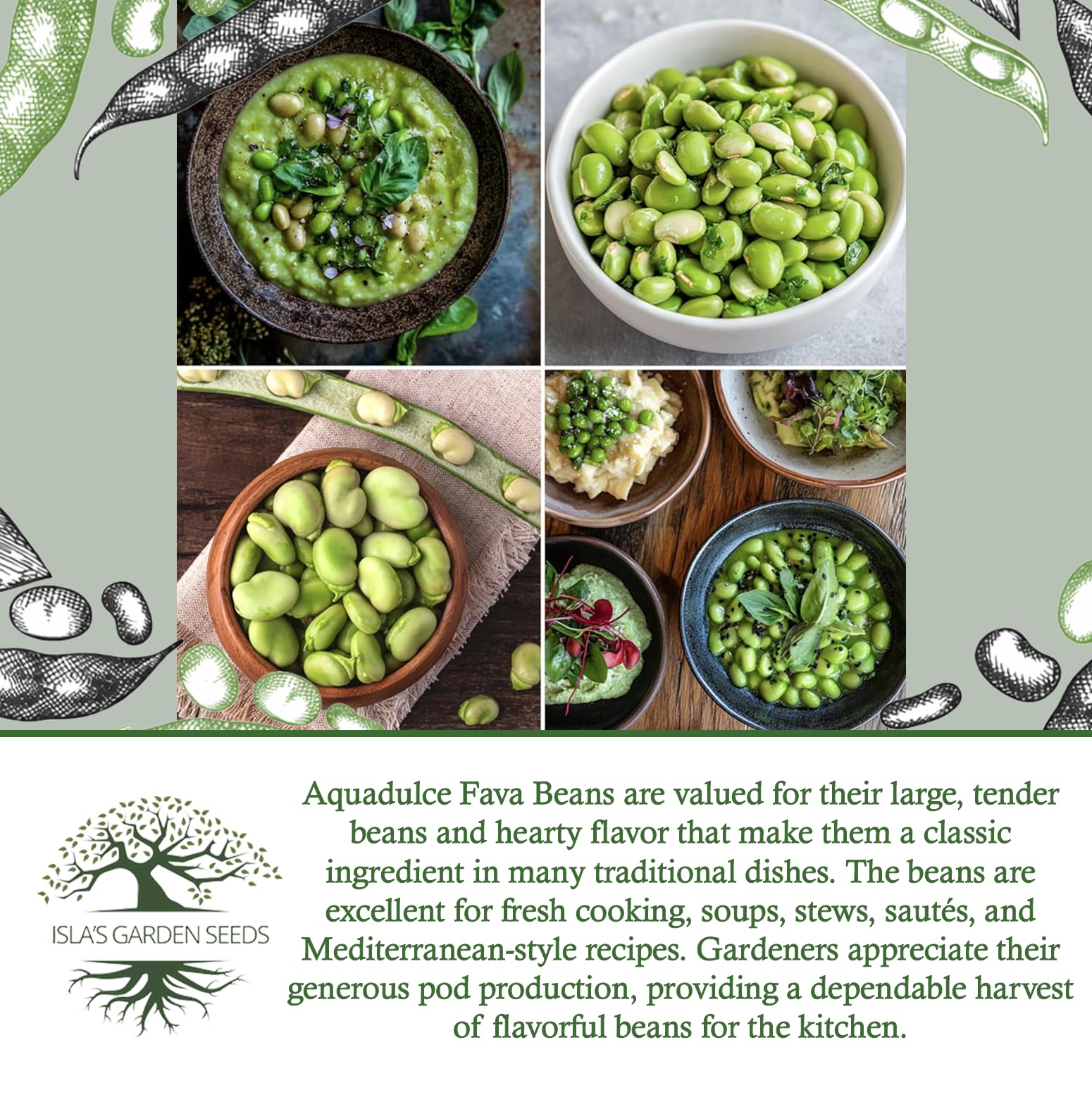 Harvest-ready Aquadulce fava beans bringing fresh flavor to the kitchen.