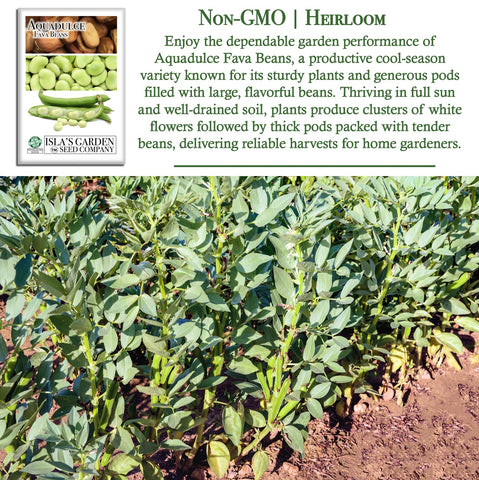 Isla's Aquadulce fava bean plants thriving in cool soil conditions in a home garden.