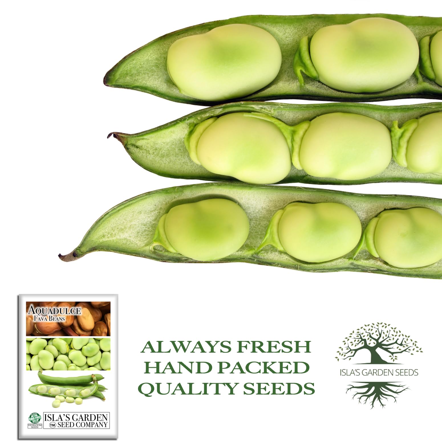 Aquadulce fava bean pods ready for harvest with firm, elongated pods.