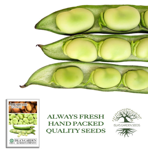 Aquadulce fava bean pods ready for harvest with firm, elongated pods.