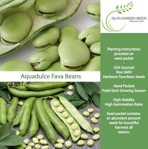 Isla's Aquadulce fava seeds germination phase showing quick sprouts for cool-season crops.