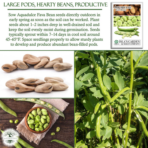 Isla's Aquadulce fava bean seeds illustrating row spacing for efficient planting.