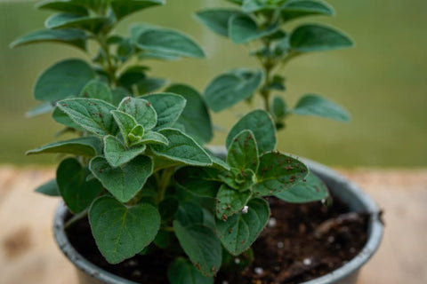 Isla's Garden Greek oregano in pot growing for fresh culinary herbs