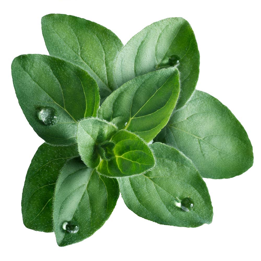 Isla's Garden Greek oregano seeds in soil ready to sprout flavorful leaves