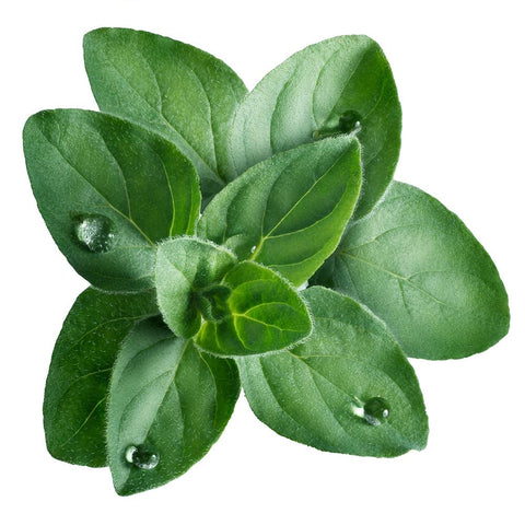 Isla's Garden Greek oregano seeds in soil ready to sprout flavorful leaves