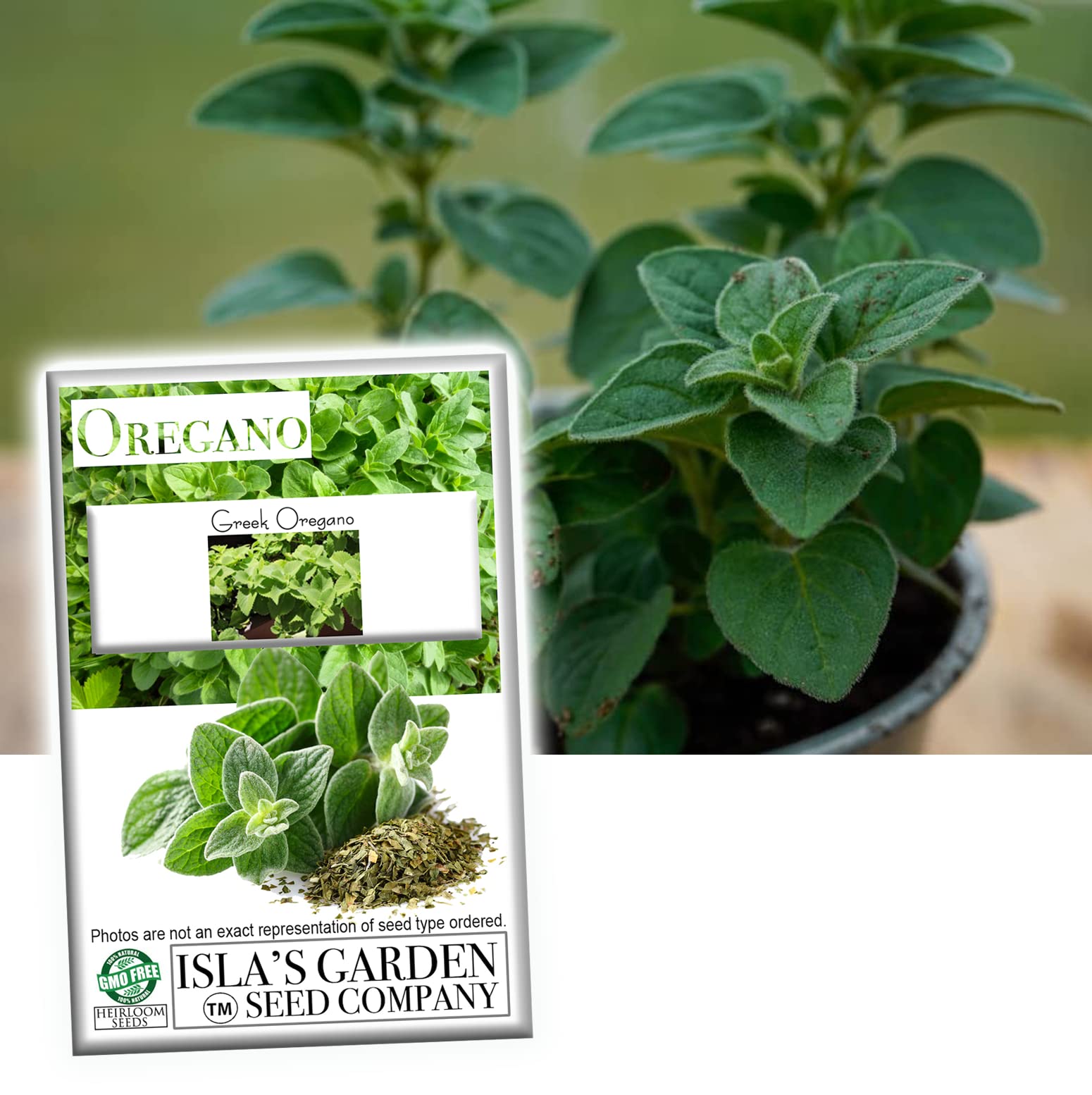 Isla's Garden Greek oregano seeds pack ready for planting in your home herb garden