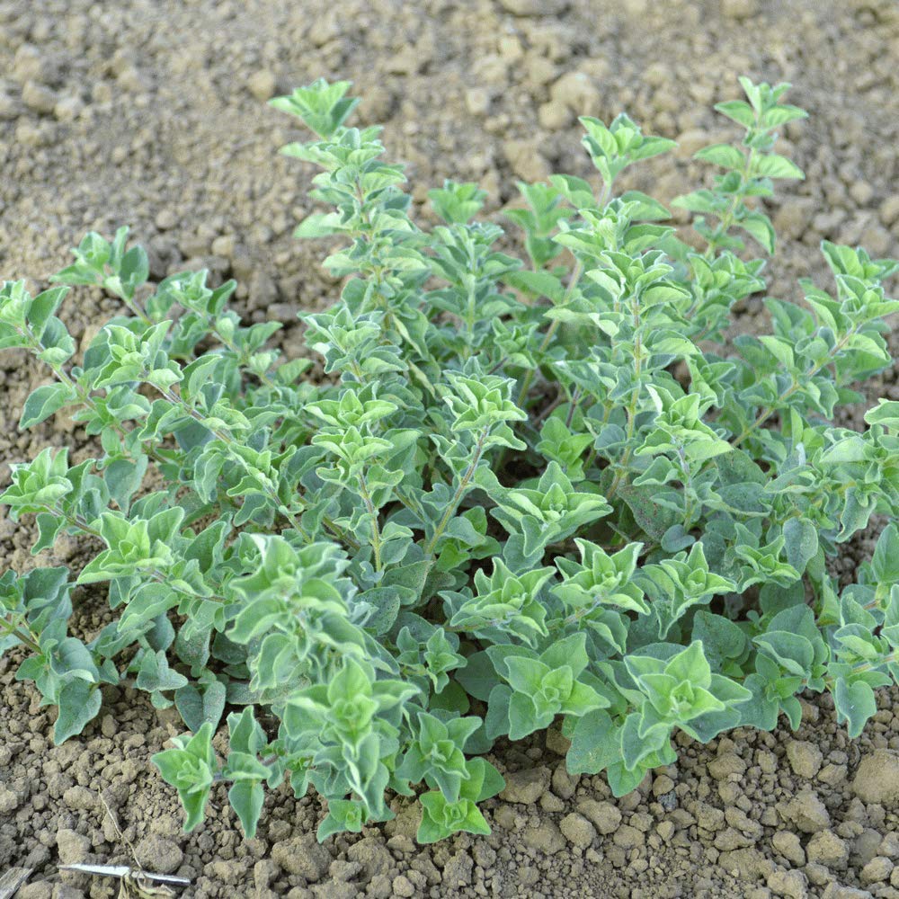 Isla's Garden oregano leaves harvest showing fragrant, ready-to-use greens