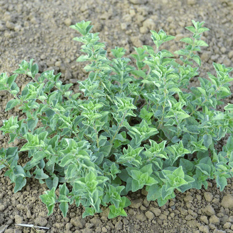 Isla's Garden oregano leaves harvest showing fragrant, ready-to-use greens
