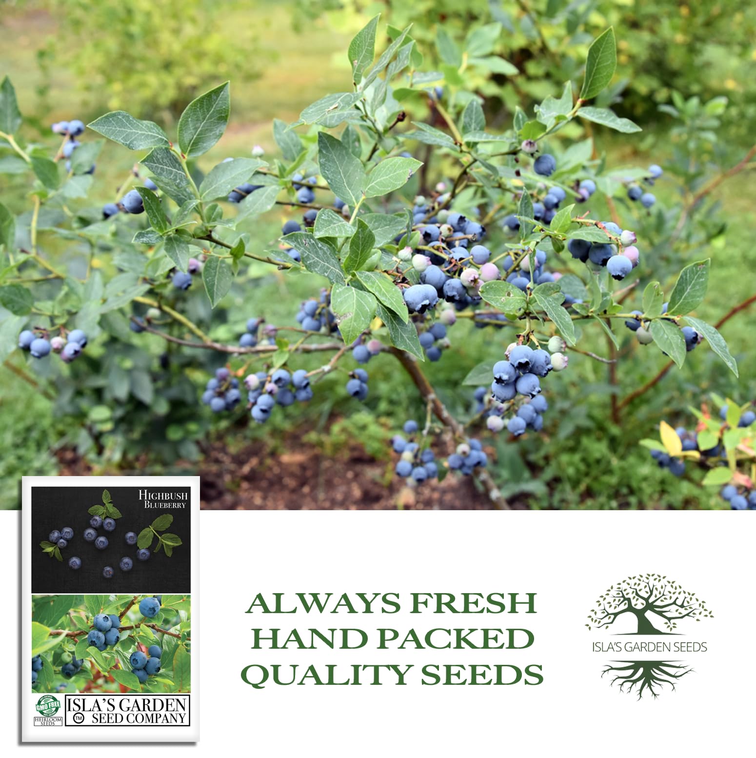 Isla's Garden Seeds blueberry sowing in acidic soil for best results